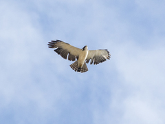 Buteo brachyurus