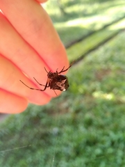 Verrucosa meridionalis