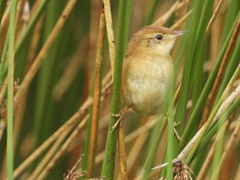 Spartonoica maluroides