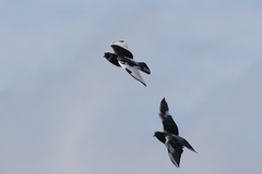 Columba livia domestica