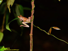 Rhacophorus pardalis