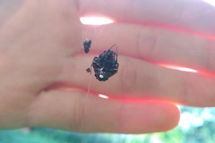 Verrucosa meridionalis