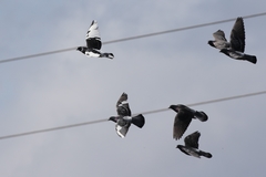 Columba livia domestica