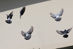 Columba livia domestica