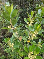 Baccharis macrantha