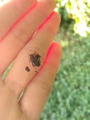 Verrucosa meridionalis