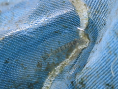 Atyaephyra desmarestii