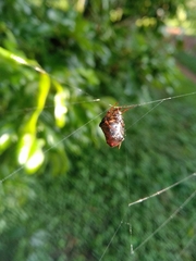 Verrucosa meridionalis