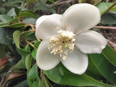 Calycolpus moritzianus