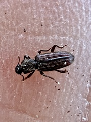 Bothrideridae