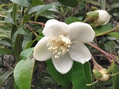 Calycolpus moritzianus