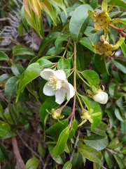 Calycolpus moritzianus