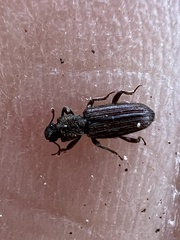 Bothrideridae