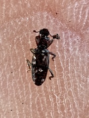 Bothrideridae