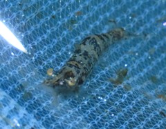 Atyaephyra desmarestii