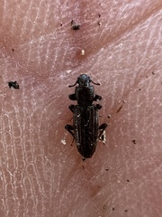 Bothrideridae