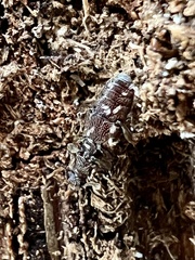 Bothrideridae