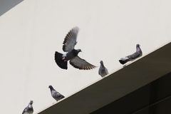 Columba livia domestica