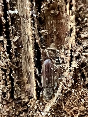 Bothrideridae