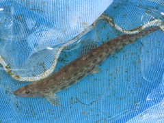 Cobitis paludica