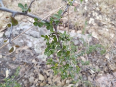 Condalia velutina