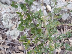 Condalia velutina