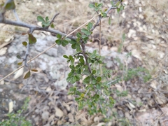 Condalia velutina