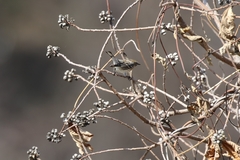 Setophaga coronata