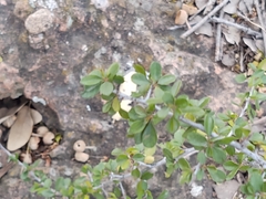 Condalia velutina