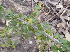 Condalia velutina