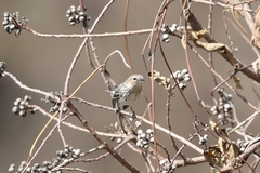 Setophaga coronata