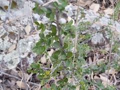 Condalia velutina