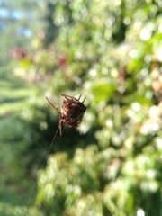 Verrucosa meridionalis