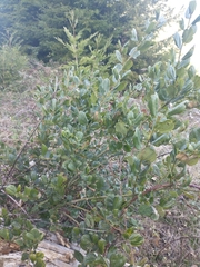 Ceanothus velutinus
