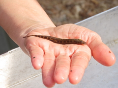 Cobitis paludica