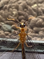 Myrmeleontoidea