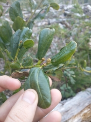 Ceanothus velutinus