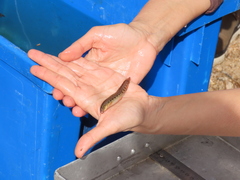 Cobitis paludica