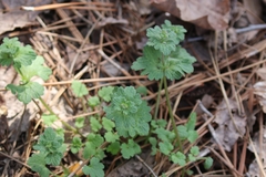 Lamium amplexicaule