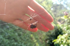 Verrucosa meridionalis