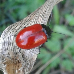 Chrysolina lucida