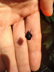 Verrucosa meridionalis