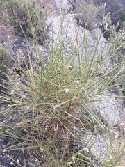 Genista umbellata