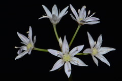 Allium speculae