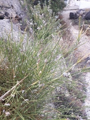 Genista umbellata
