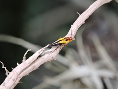 Semiotus intermedius