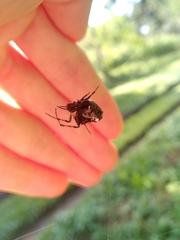 Verrucosa meridionalis