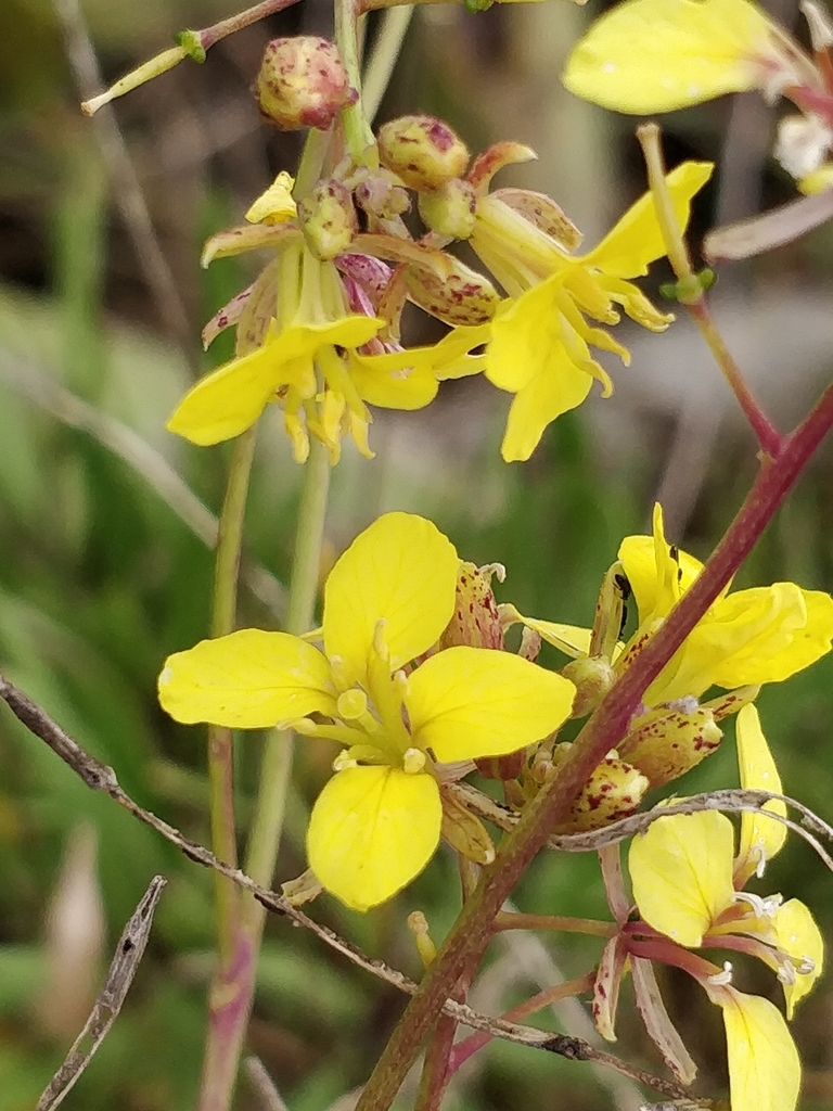 Sinapidendron angustifolium