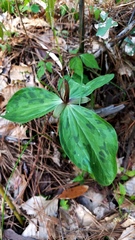 Trillium gracile