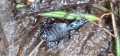 Platynus ovipennis